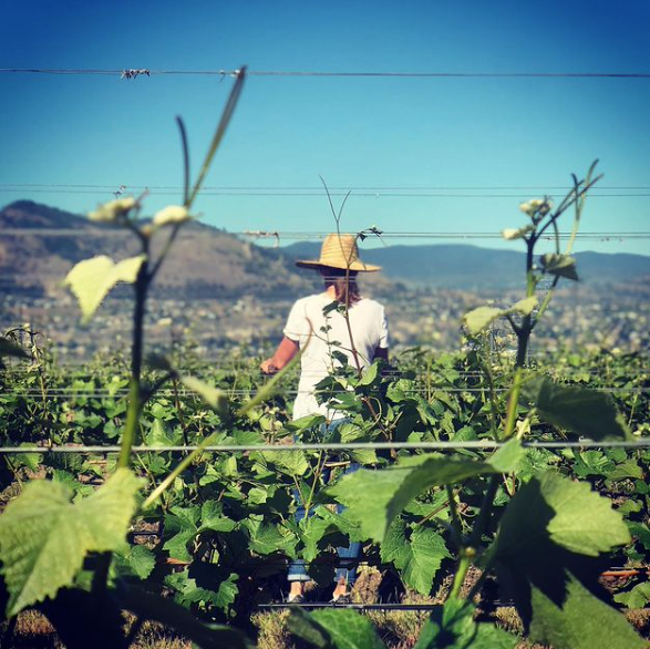 TBC Exclusive: 1 Mill Road Pinot&nbsp;Noir